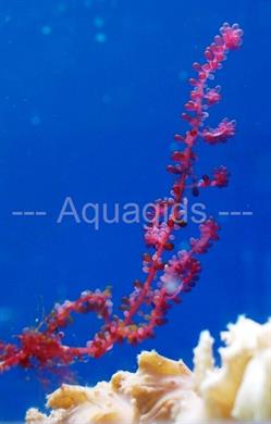 Botryocladia uvaria